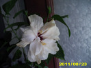 Picture 009
