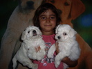 Bichon maltese