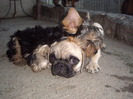 Yorkshire Mops