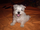 Westie