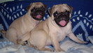 Mops,Pug,Carlin