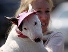 Mini Bull Terrier bebe