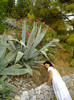 plante autohtone
