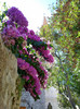 Bougainvillea?? Atat de mare ??