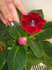 GLOXINIA