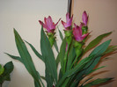 CURCUMA
