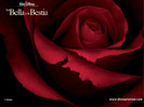 rose-of-beauty-and-the-beast_800x600_8067