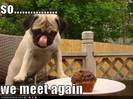 funny-dog-pictures-dog-and-delicious-dessert-meet-again1