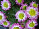 Chrysanth Picomini Purple (2011, Aug.20)