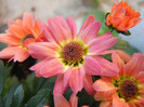 Chrysanth Picomini Orange (2011, Aug.22)