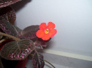 Episcia Chocolate crem(multumesc  Gabriela)