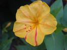 Mirabilis jalapa (2009, August 09)