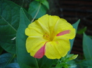 Mirabilis jalapa (2010, August 24)