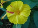 Mirabilis jalapa (2010, August 24)