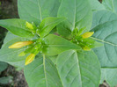 Mirabilis jalapa (2011, August 24)