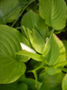 Hosta_Plantain Lily (2011, August 22)