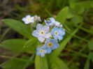 Myosotis alpestris (2011, August 22)