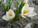 Crocus Snow Bunting (2010, March 21)