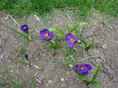 crocus Flower Record 31mar2009