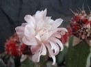 DSC04826