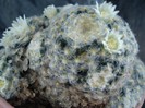 Mammillaria schiedeana