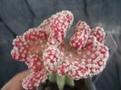 Mammillaria theresae cristata