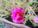 Portulaca grandiflora (2011, Aug.24)