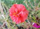 Portulaca grandiflora (2011, Aug.24)