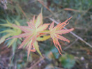 Acer palmatum Katsura (2011, Aug.24)