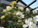 Rose Golden Showers (2011, August 24)