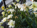 Rose Golden Showers (2011, August 24)