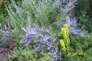 perovskia atriplicifolia