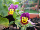 Purple Trailing Pansy (2011, Aug.24)