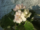 Sunissed Rose