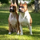 amstaff16