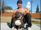 pit_bull_in_the_hood