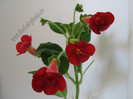 Kohleria Tjurig Bjorn 4