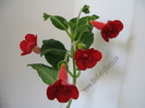Kohleria Tjurig Bjorn 6