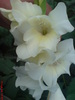 gladiola alba