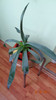 Agave filifera