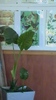 colocasia