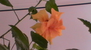 Hibiscus rosa-sinensis