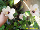 Picture 001