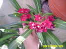 Picture 002
