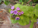 Ageratum houstonianum (2011, Aug.25)