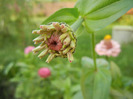 Zinnia elegans (2011, August 25)