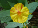 Mirabilis jalapa (2011, August 26)