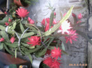 cactus inflorit