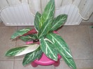 calathea