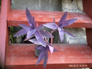 tradescantia pallid